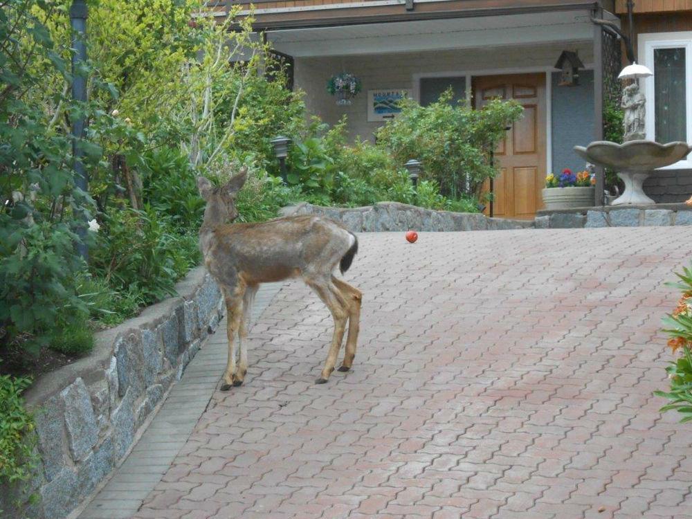 Mountain Bed & Breakfast North Vancouver Zewnętrze zdjęcie